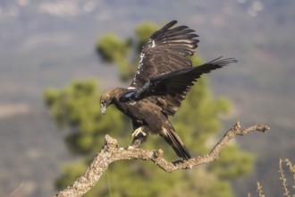 Iberian Eagle (Aquila adalberti), Spanish imperial eagle, Extremadura, Castilla La Mancha, Spain,