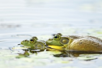 Bull frogs. Lithobates catesbeianus. Bull frogs mating. La Mauricie national park. Province of