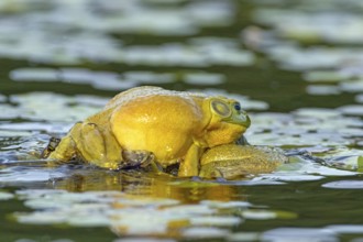 Bull frogs Lithobates catesbeianus. Male bull frogs fighting during the breeding season. La