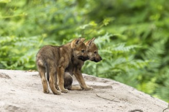 Two wolf pups standing close to each other and exploring the area, European grey gray wolf (Canis