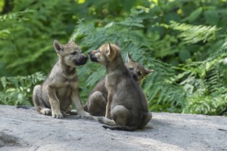 Three young wolf pups interacting curiously on a rock in the forest, European grey gray wolf (Canis