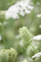 Wild carrot, summer, Germany, Europe