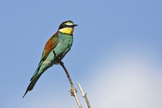 Bee-eater (Merops apiaster), bird on a perch, Salzlandkreis, Saxony-Anhalt, Germany, A colourful