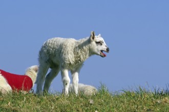 A lamb stands alone on a green meadow with a blue sky in the background, Elbe dyke, Hitzacker,