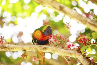 Rainbow lorikeet eating flowers of a sub-tropical rainforest tree Syzygium moorei or Coolamon tree