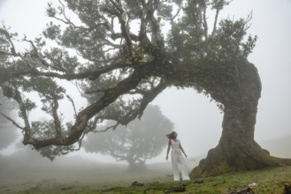 Woman, dressed in white in front of an old laurel tree in the fog, stink laurel (Ocotea foetens),