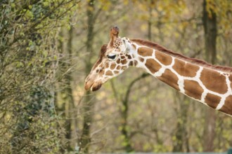 Reticulated giraffe (Giraffa camelopardalis reticulata), portrait, Germany, Europ, Europe