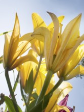 Fire lily, bulb-bearing lily, bulb-bearing fire lily (Lilium bulbiferum)