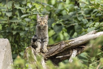 A wildcat sitting on a tree trunk in the forest with lush foliage in the background, Wildcat (Felis