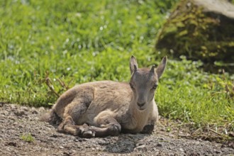 Ibex (Capra ibex), fawn, captive