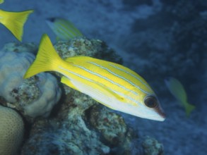 Bluestripe snapper (Lutjanus kasmira), Abu Fendera dive site, Red Sea, Egypt, Africa