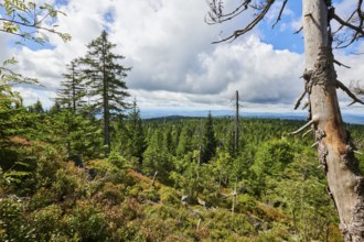 Vegetation with Norway spruce (Picea abies) and colored European blueberry (Vaccinium myrtillus) on