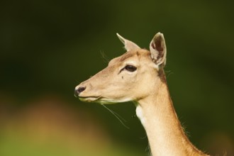 European fallow deer (Dama dama) doe walking on a meadow, portrait, Kitzbühel, Wildpark Aurach,