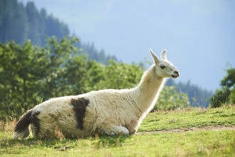 Llama (Lama glama) lying on a meadow in the mountains in tirol, Kitzbühel, Wildpark Aurach,