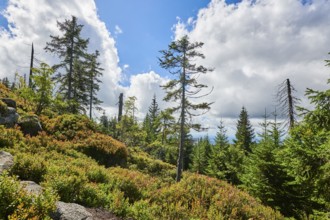 Vegetation with Norway spruce (Picea abies) and colored European blueberry (Vaccinium myrtillus) on