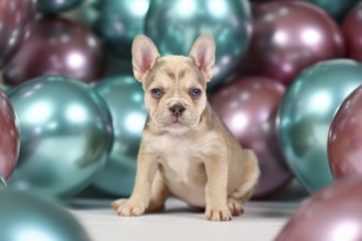 Cute healthy cream colored French Bulldog dog puppy with colorful balloons in background