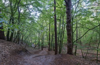 Hiking trail through the mixed forest in Wolin National Park, also known as Wollin, on the Baltic