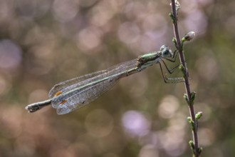 Emerald Damselfly (Lestes viridis), Emsland, Lower Saxony, Germany, Europe