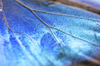 Detail of the butterfly wing of a Morpho helenor, Anaxibia morpho butterfly, Alajuela province,