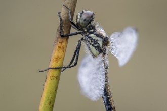 Black Darter (Sympetrum danae), Emsland, Lower Saxony, Germany, Europe