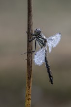 Black Darter (Sympetrum danae), Emsland, Lower Saxony, Germany, Europe