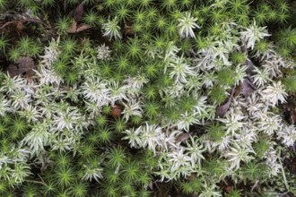 Peat moss (Sphagnum) between common sphagnum moss (Polytrichum commune), Emsland, Lower Saxony,