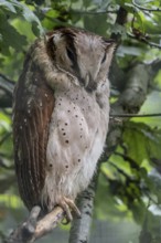 Oriental bay owl (Phodilus badius), Walsrode Bird Park, Lower Saxony, Germany, Europe