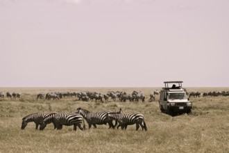 Tourists watching migration of zebras (Equus burchelli) and blue wildebeests (Connochaetes