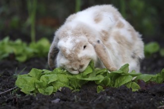 Domestic rabbit (Oryctolagus cuniculus forma domestica), ram rabbit, lettuce, eating, The rabbit