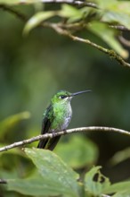 Green-fronted Brilliant Hummingbird (Heliodoxa jacula) sitting on a branch, Monteverde Cloud