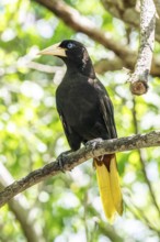 Crested oropendola (Psarocolius decumanus), Aviario Nacional de Colombia, Via Baru, Province of