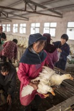 Ducks being vaccinated at the duck breeding centre Jiang Su Xiang Gui Breeding Co. Ltd, Xiang Shui