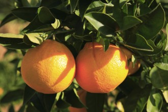 Ripe oranges on the tree