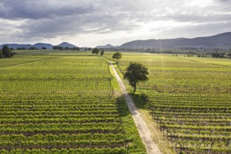 Aerial view of vineyards in the southern wine route, Nußdorf, 24 05 2023