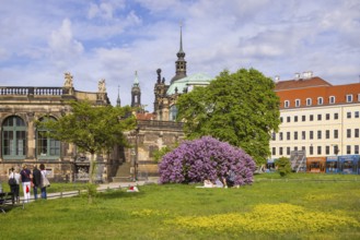 The lilacs bloom magnificently at the Zwinger moat, Dresden, Saxony, Germany, Europe