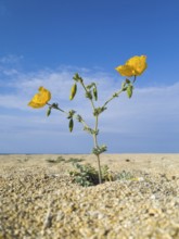 Solitary yellow flower in the middle of a dry, sandy landscape under a clear blue sky, yellow