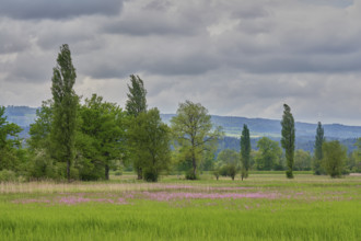 Field of flowering cuckooflower (Silene flos-cuculi), Reussspitz nature reserve, Canton Zug,