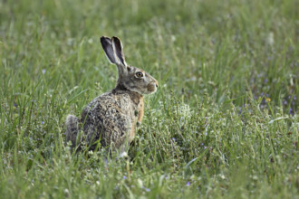 European hare (Lepus europaeus), sitting in meadow, Lake Neusiedl National Park, Seewinkel,