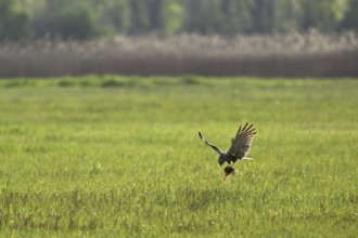 Montagu's harrier (Circus pygargus), with nesting material in the catches, Lake Neusiedl National