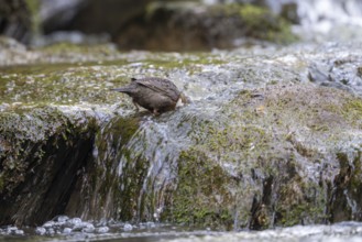 White-throated Dipper (Cinclus cinclus), foraging in a torrent by diving underwater,