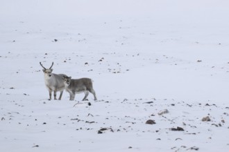 Spitsbergen reindeer with calf in a wintery snowy landscape, Snaddvika Bay, Murchisonfjord,