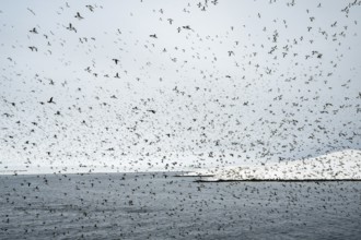 Flock of birds, common guillemots (Uria aalge) in flight, Hornoya Island, Hornøya, Vardø, Varanger