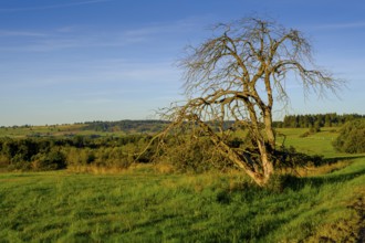 Withered tree, Hochrhönstraße, UNESCO Biosphere Reserve, near Hausen, Rhön, Bavarian Rhön, Rhön,