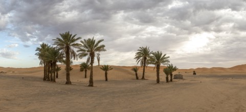 Palm trees at the edge of the desert, dunes, Erg Chebbi, Sahara, Merzouga, Morocco, Africa