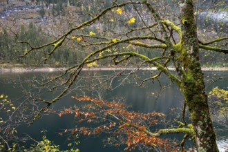 An autumnal maple tree with lots of moss at Lake Gosau. Some leaves in yellow autumn colour on the