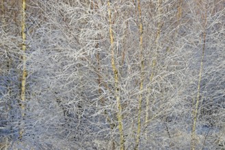 Birches (Betula), branches and twigs with hoarfrost, Arnsberg Forest nature park Park, North