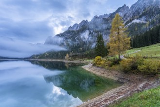 The Vordere Gosausee in autumn with a view of the Gosaukamm. Yellow larch. Cloudy sky, cloudy lake.