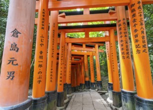 Torii path, Fushimi Inari-Taisha shrine, Kyoto, Japan, Asia