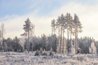 Frosty pines on a clearcut in backlight in a wintry landscape