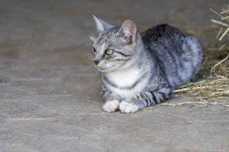 Domestic cat, Vulkaneifel, Rhineland-Palatinate, Germany, Europe